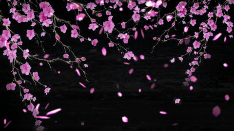 cherry blossoms 31316