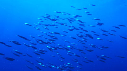 School of Fish in deep blue sea 2