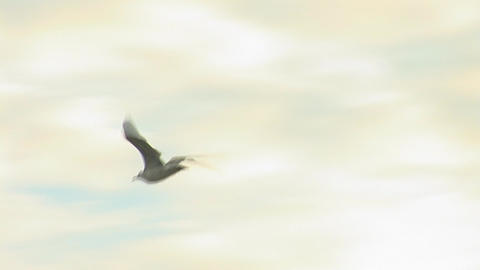 seagull b