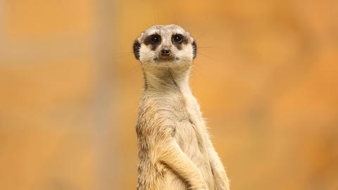 Meerkat