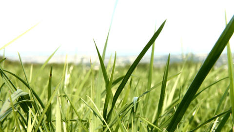 Wind blowing through the grass