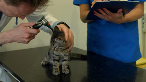 Vet examining little kitten in his office