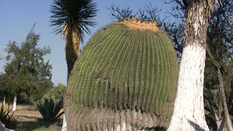 MEX-2007-025