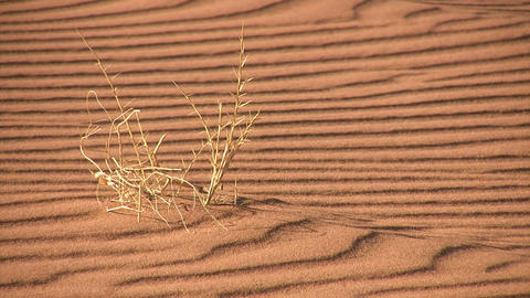 Namib Desert, Namibia