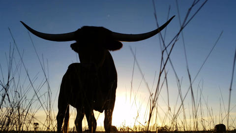 4K Cattle cow farming Texas Longhorn sunset / sunrise landscape