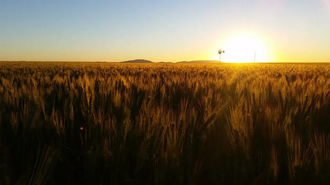 Nature Scenic Wheat field farming sunset landscape with wind mill