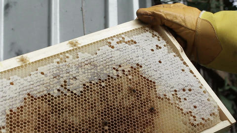 Beekeeper apiarist and honey production bee hive