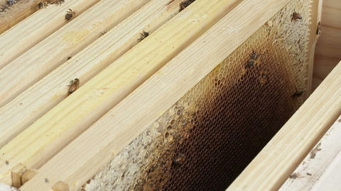 Beekeeper apiarist and honey production bee hive