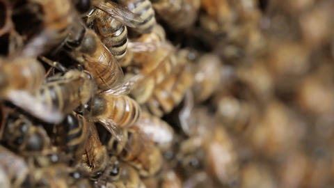 Honey bee macro footage of bee hive and honey production beekeeper