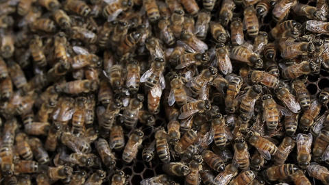 Queen bee macro in honey bee hive