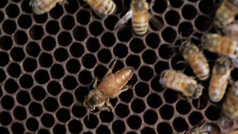 Queen bee macro in honey bee hive
