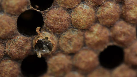 Imago young honey bee eating it's way out of cell macro footage