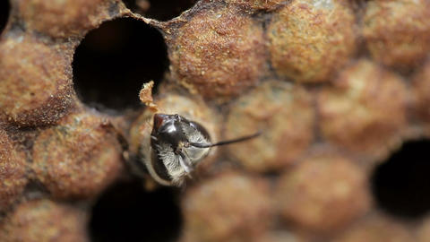 Imago young honey bee eating it's way out of cell macro footage