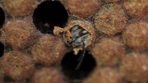 Imago young honey bee eating it's way out of cell macro footage